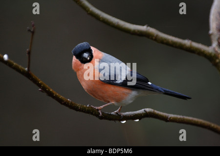 Male BULLFINCH, Pyrrhula pyrrhula Male BULLFINCH, Pyrrhula pyrrhula