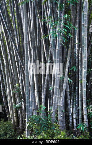 Indonesia, Sulawesi, Tana Toraja area, Kambira village, bamboo grove Stock Photo