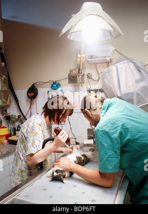 Vet's Clinic, for pets and small animals Neutering a pregnant stray cat. prepping the cat Model releases available Stock Photo