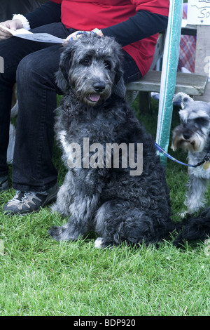 Bernedoodle puppy also called a Bernese Mountain Poo Stock Photo