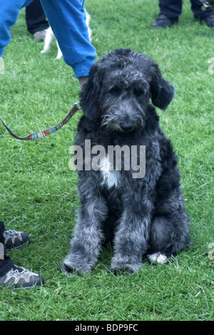 Bernedoodle puppy also called a Bernese Mountain Poo Stock Photo