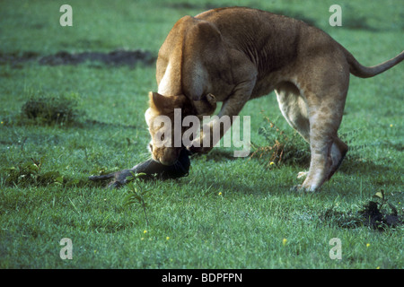 Lioness killing baby warthog after playing cat and mouse with it Masai Mara National Reserve Kenya East Africa Stock Photo