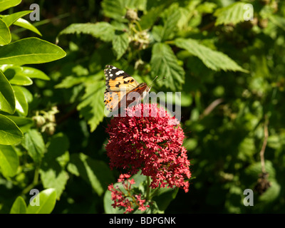 Painted Lady Butterfly on Red Valerian Stock Photo