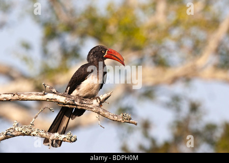 Crowned Hornbill sitting on dead tree branch Stock Photo