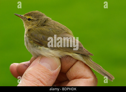 Chiffchaff in hand after being ringed Stock Photo