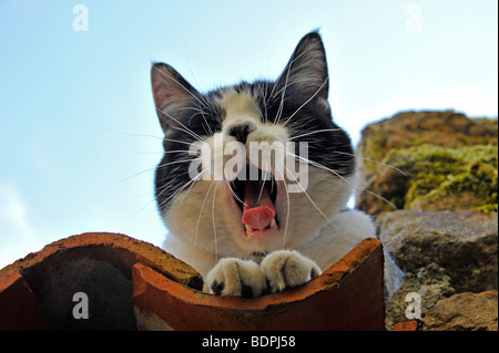 Funny animals Felix the black and white cat yawning Stock Photo