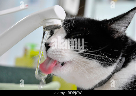 Funny animals Felix the black and white cat drinking from a tap Stock Photo
