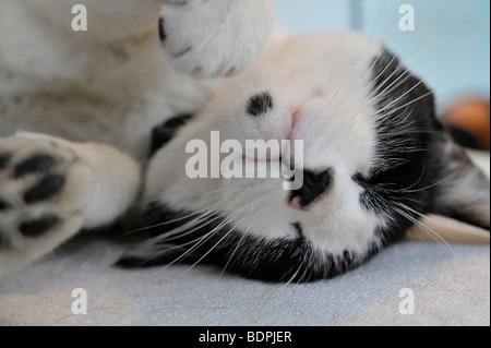 Funny animals sleeping Felix the black and white cat Stock Photo