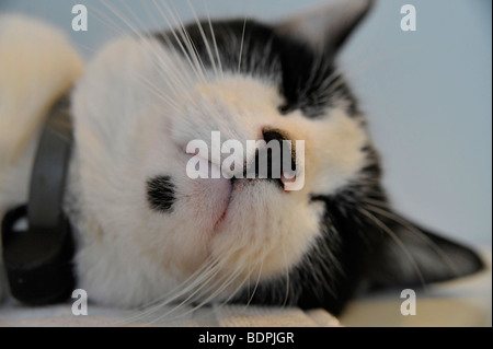 Funny animals sleeping Felix the black and white cat Stock Photo