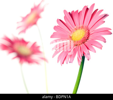 pink daisy isolated on a pure white background Stock Photo