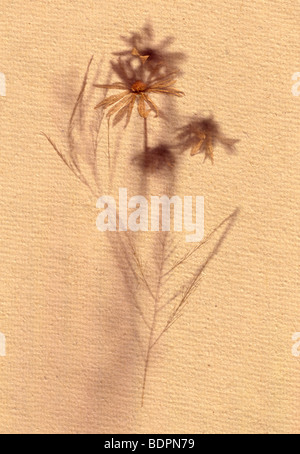 Botanicals Still Life with small plant Stock Photo