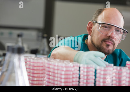 Lab technician arranging Petri dish Stock Photo