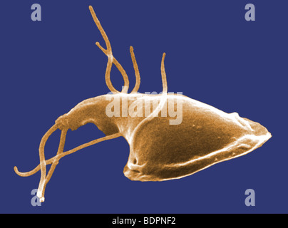 This digitally-colorized scanning electron micrograph (SEM) depicted the dorsal (upper) surface of a Giardia protozoan Stock Photo