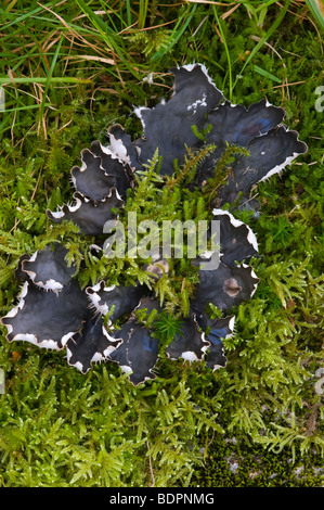 Dog Lichen (Peltigera canina) Stock Photo