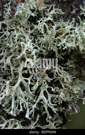 Oak Moss [Mousse de Chene] (Evernia prunastri) Stock Photo