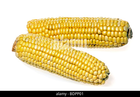 Two corn cobs isolated over white background Stock Photo