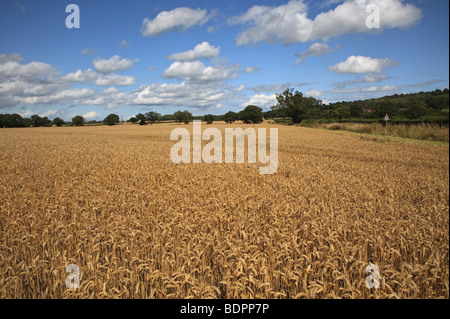 A golden wheat field in West Sussex with a blue sky and clouds near Petworth, West Sussex Stock Photo