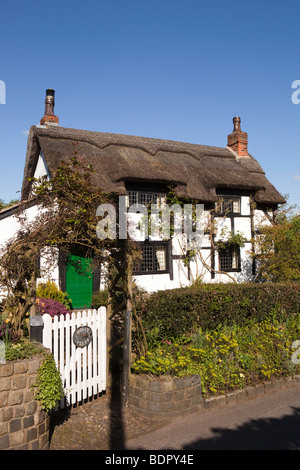UK, England, Cheshire, Alderley Edge, The Hough, Holly Trees, timber framed thatched cottage Stock Photo