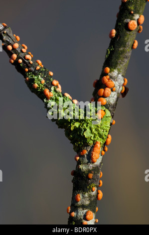 Coral-spot Fungus (Nectria cinnabarina) & Liverwort (Pellia epiphylla) on Crab Apple Stock Photo