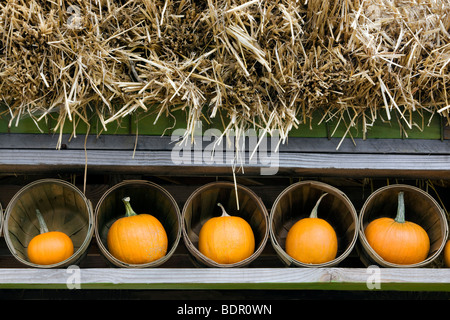 Pumpkins in baskets. Al's Garden Nursery, Oregon Stock Photo