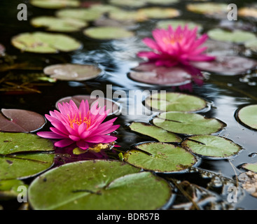 a pond with two pink water lilies Stock Photo
