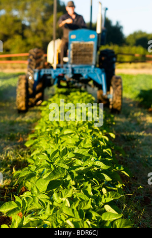 Fertlizing organic potato crop Stock Photo