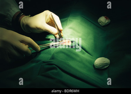 Doctor stiching up a wound Sweden. Stock Photo
