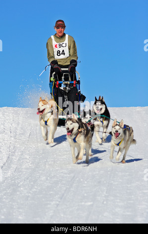 Details of a sled dog team in full action heading towards the camera ...