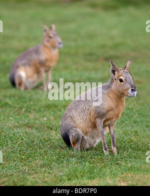 Maras (dolichotis patagonum) Stock Photo