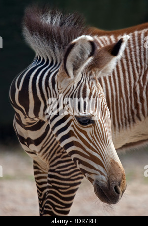 Grevy's Zebra foal (equus grevyi) Stock Photo