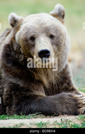 Captive Kodiak Bear at the Sequim Olympic Game Farm, Washington, USA Stock Photo