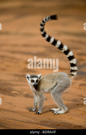 Ring-tailed Lemur, Madagascar Stock Photo