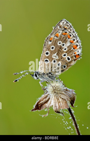 Common Blue, polyommatus icarus, covered in dew sitting on dead flowerin autumn, Germany Stock Photo