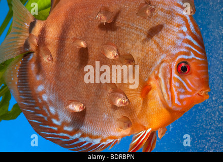 pompadour diskus fish diskusfish red brown SANTAREM DISCUS fish Cichlid ...