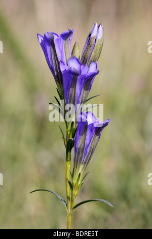 Marsh Gentian, Gentiana pneumonanthe, in Sunlight, Hampshire, UK Stock Photo