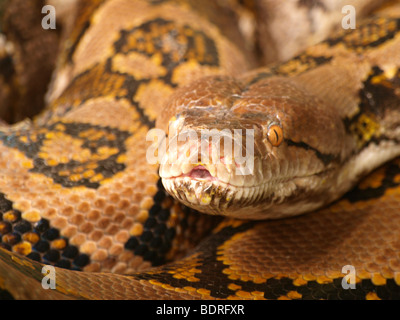 Close up of a Reticulated Python head Stock Photo