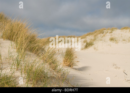 mit Standhafer bewachsene Sandd nen im Duenenschutzgebiet auf Helgoland, dunes Stock Photo