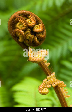 Tree Fern, Cyathea sp., Dicksonia sp.unfurling leave of a tree fern Stock Photo