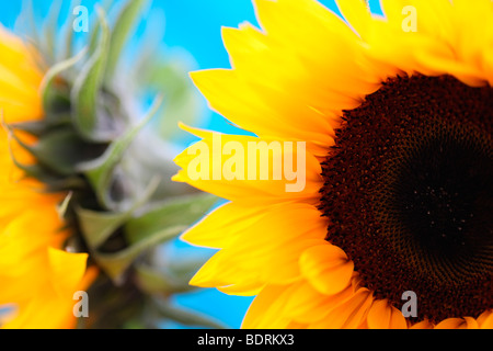 striking impressive sunflower heads in a soft contemporary style - fine art photography Jane-Ann Butler Photography JABP587 Stock Photo