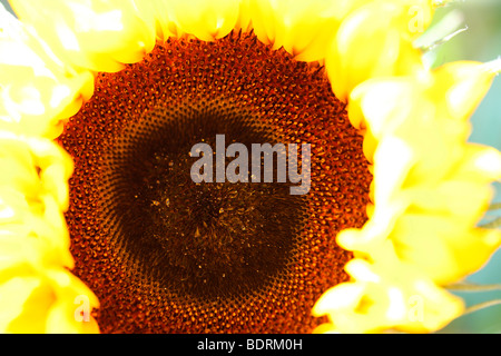 striking impressive sunflower head - fine art photography Jane-Ann Butler Photography JABP583 Stock Photo