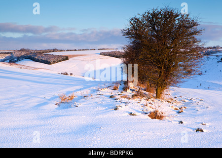 A winter landscape of downland in the snow taken in the early morning Stock Photo