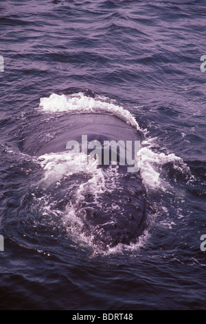 humpback whale, Megaptera novaeangliae, Channel Islands National Park, California Stock Photo
