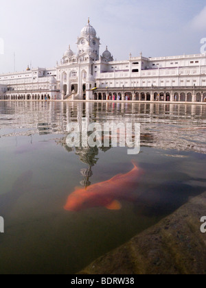 Koi carp / goldfish swim in the Sarovar (water tank) – around the Golden Temple (Sri Harmandir Sahib). Amritsar. Punjab. India. Stock Photo