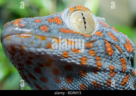 Blue Orange Spotted Tokay Gecko Hi-Res Stock Photography And Images - Alamy