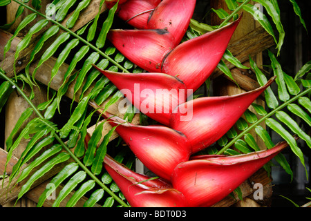 Pahiyas Festival decorations consisting of fruits, flowers and vegetables. Stock Photo