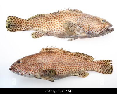 Spotted Grouper Fish Stock Photo - Alamy