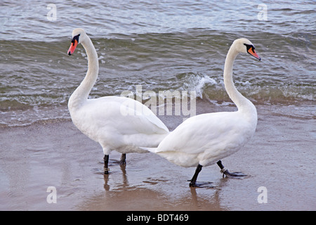 a pair of swans at a beach Stock Photo