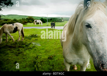 Wild Ponies, on Bodmin Moor, Cornwall Stock Photo