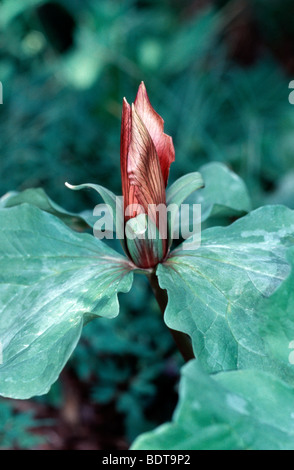 Trillium sessile flower, close-up Stock Photo