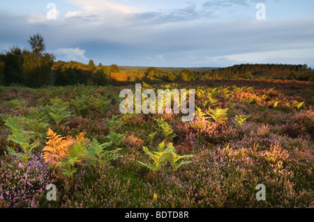 Autumnal colours at Rockford Common in New Forest National Park Stock Photo